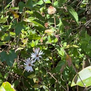 Meet your Posher, Sierra